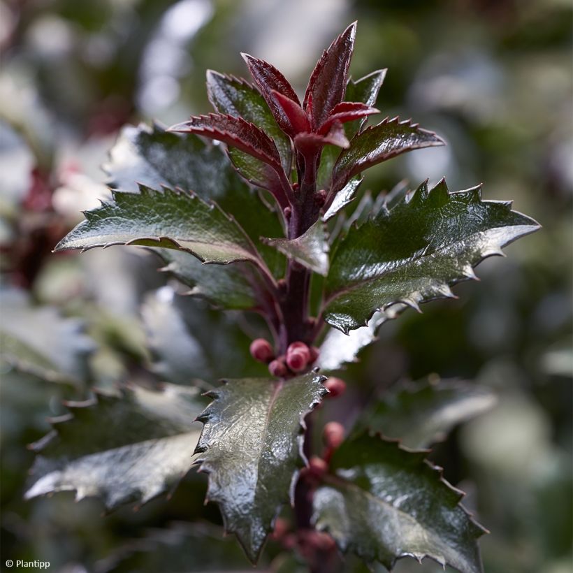 Ilex meserveae Gentle - Acebo azul (Follaje)