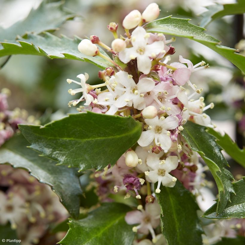 Ilex meserveae Gentle - Acebo azul (Floración)