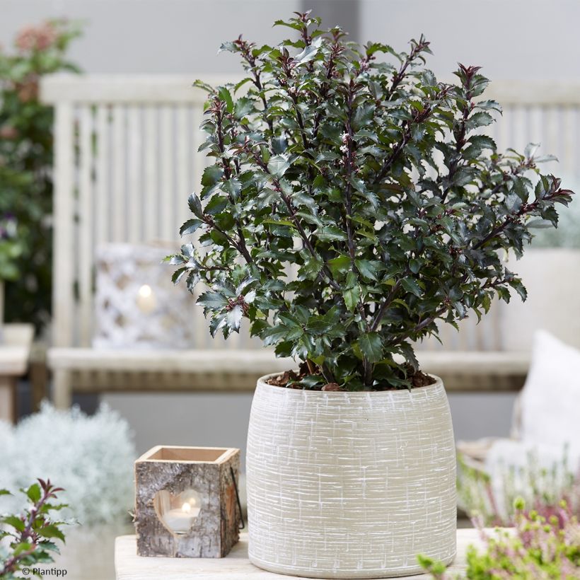 Ilex meserveae Gentle - Acebo azul (Porte)