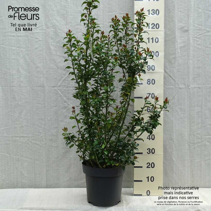 Ilex meserveae Mesid - Acebo azul Maceta 12L/15L Ejemplar entregado en la primavera