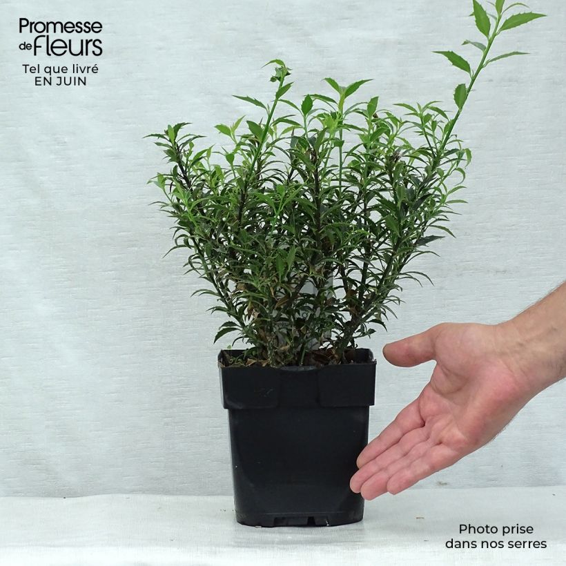 Ejemplar de Ilex aquifolium Myrtifolia - Acebo Maceta 2L/3L entregado en verano