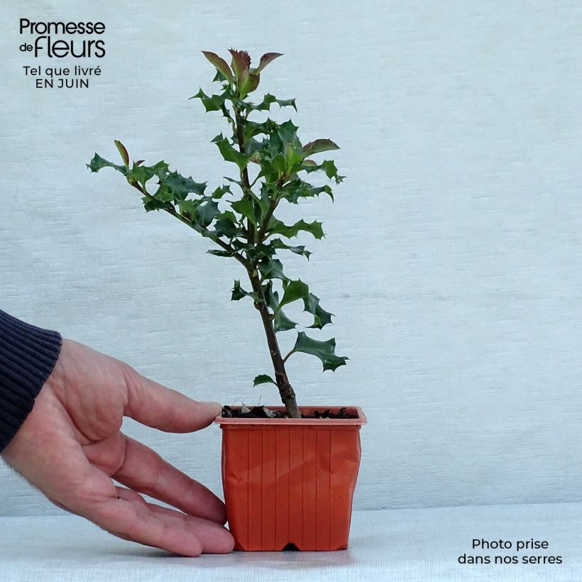 Ejemplar de Ilex meserveae Blue Angel - Acebo azul Maceta de 8/9 cm entregado en verano