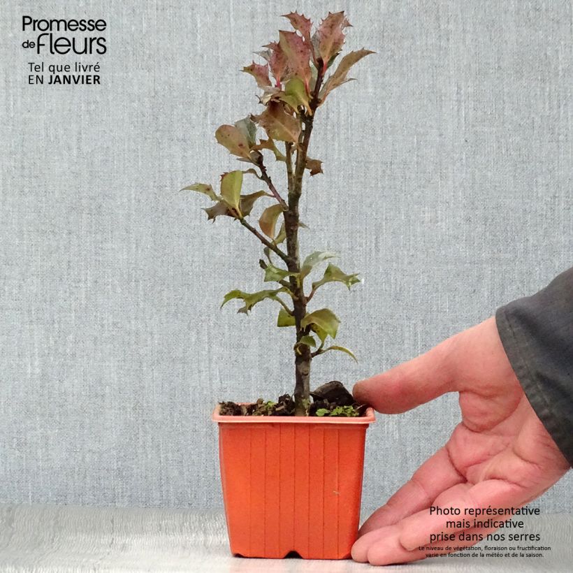 Ilex meserveae Blue Angel - Acebo azul Maceta de 8/9 cm Ejemplar entregado en invierno