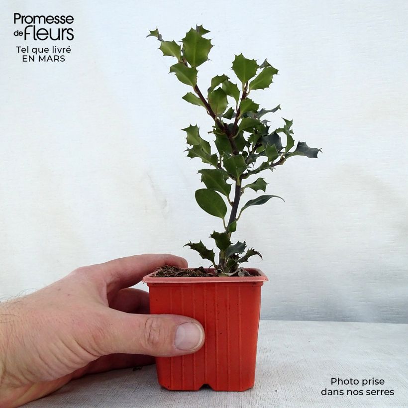Ilex meserveae Blue Angel - Acebo azul Maceta de 8/9 cm Ejemplar entregado en la primavera