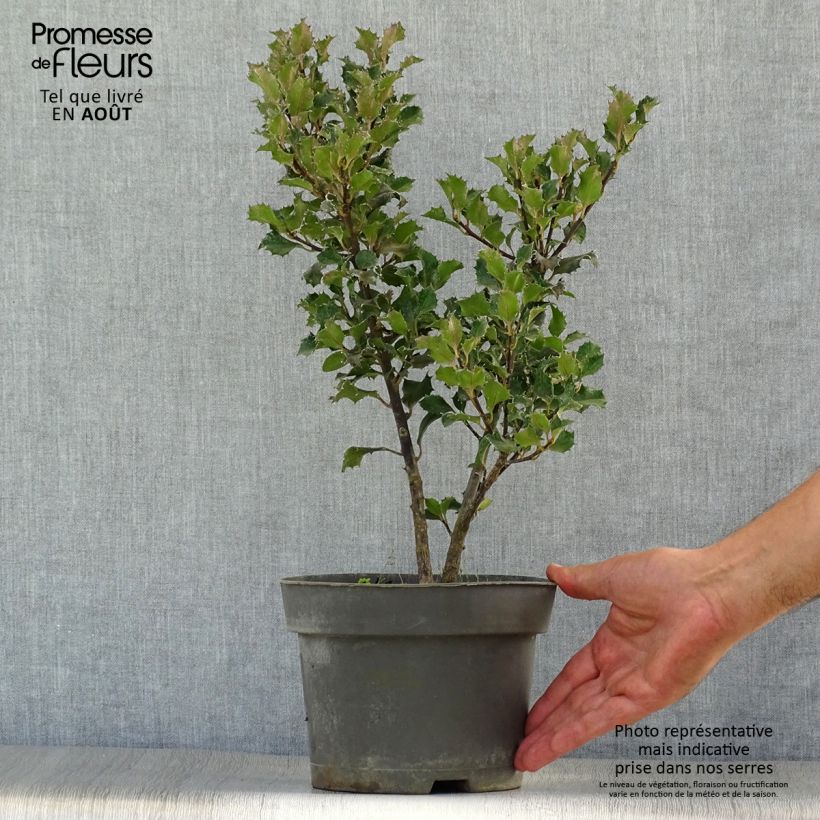 Ejemplar de Ilex meserveae Blue Angel - Acebo azul Maceta 2L/3L entregado en verano