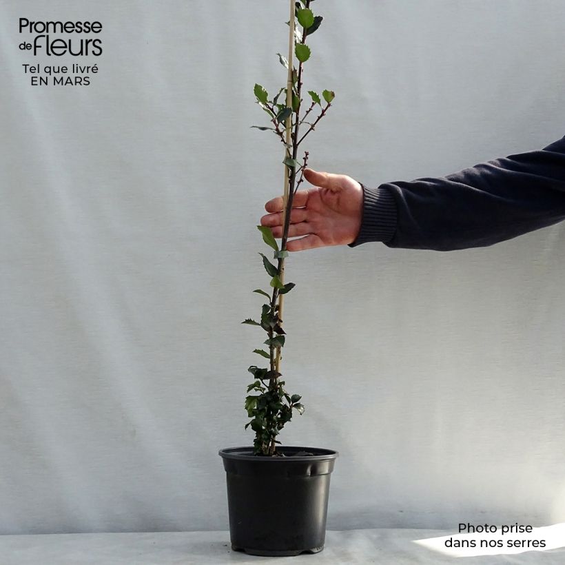 Ilex meserveae Blue Prince - Acebo azul Maceta 2L/3L Ejemplar entregado en la primavera