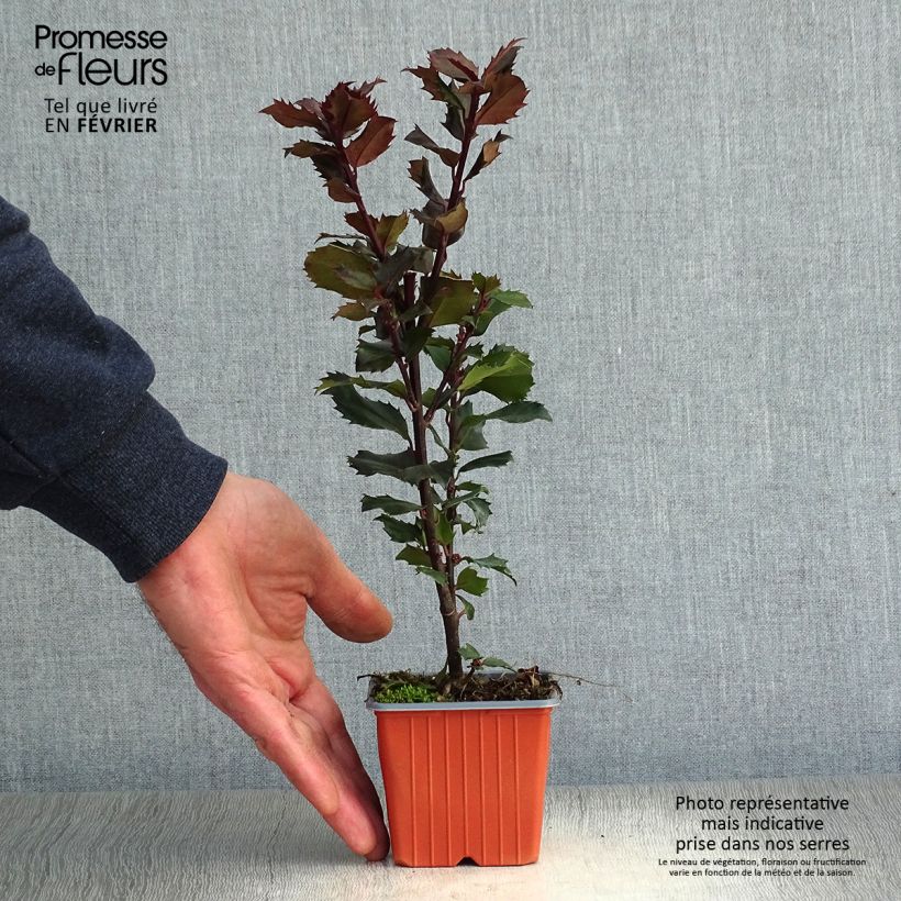 Ilex meserveae Blue Prince - Acebo azul Maceta de 8/9 cm Ejemplar entregado en invierno