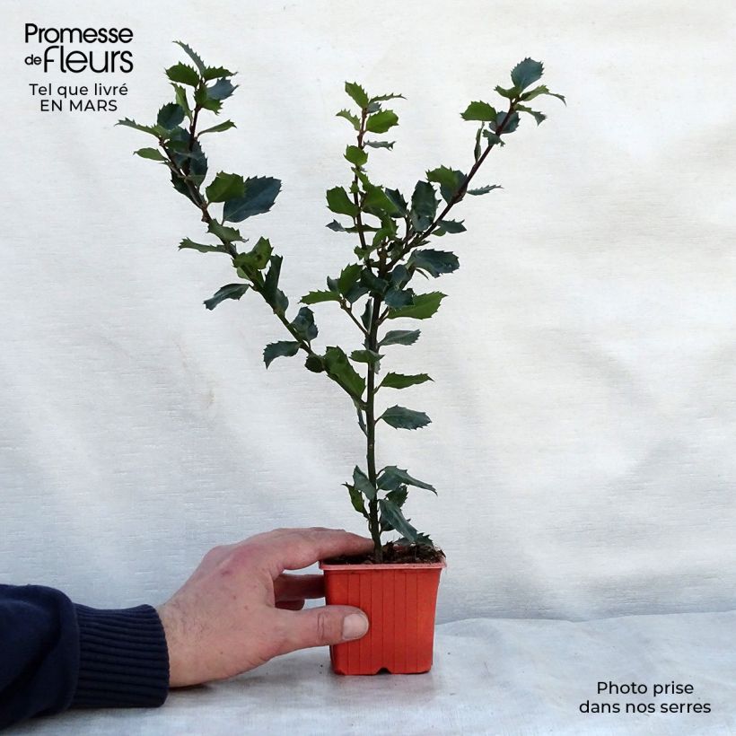 Ilex meserveae Blue Prince - Acebo azul Maceta de 8/9 cm Ejemplar entregado en la primavera