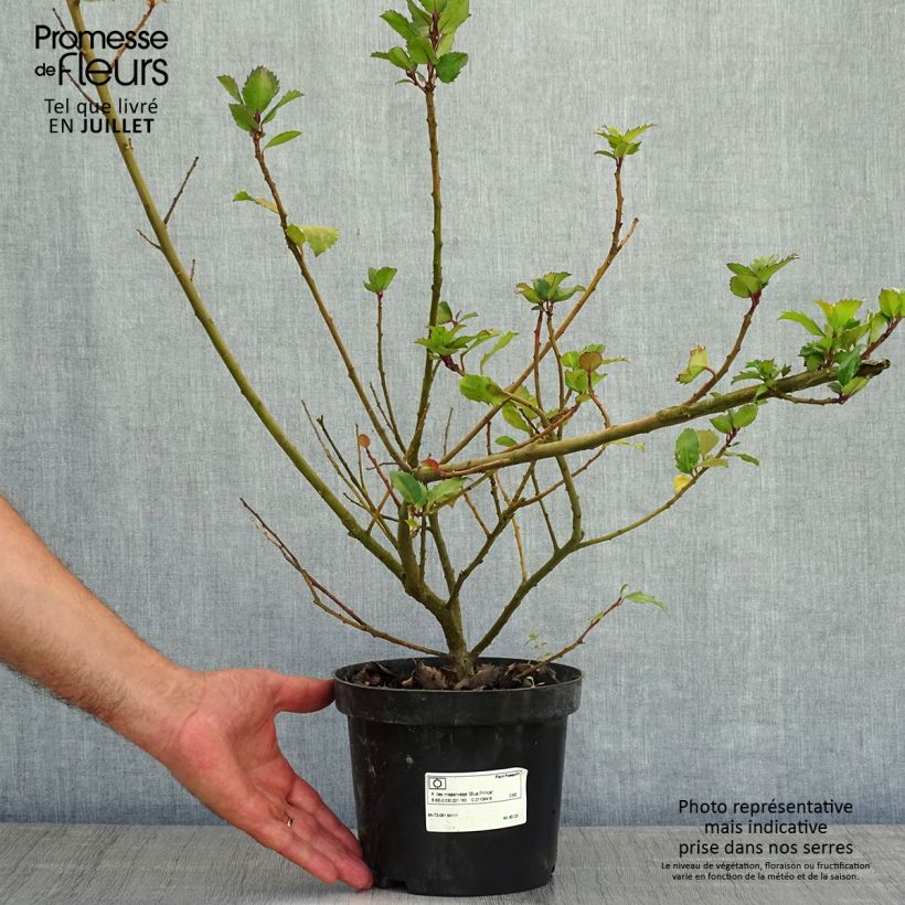 Ejemplar de Ilex meserveae Blue Prince - Acebo azul Maceta 2L/3L entregado en verano