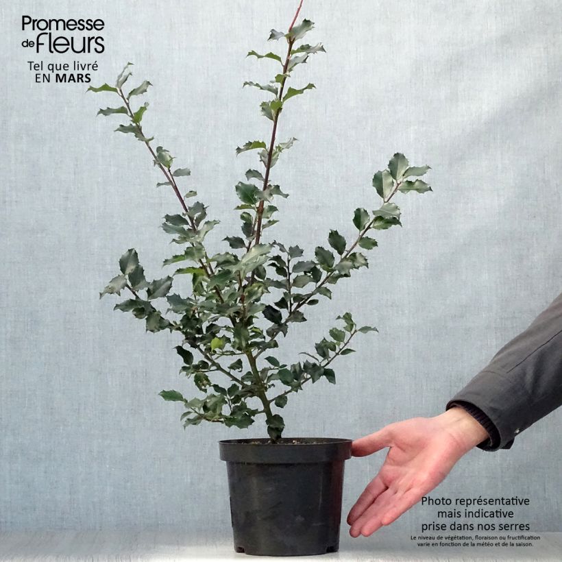 Acebo azul Blue princess - Ilex meserveae Maceta 2L/3L Ejemplar entregado en la primavera