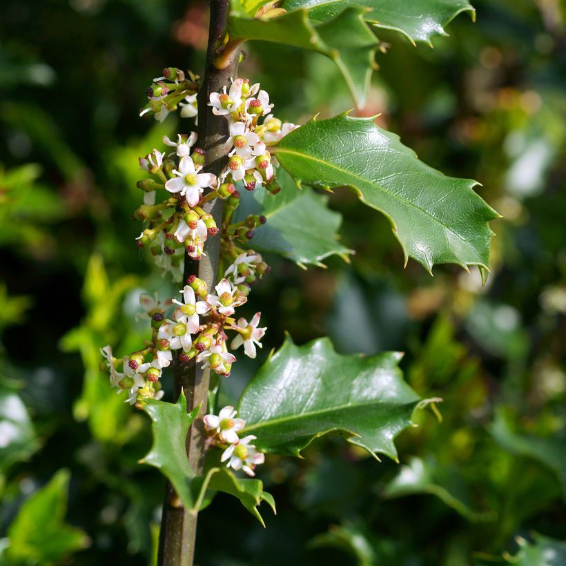 Acebo azul Blue princess - Ilex meserveae (Floración)