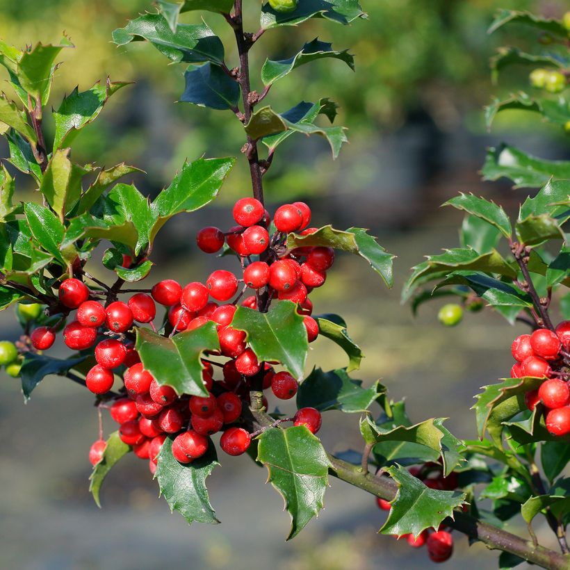 Acebo azul Blue princess - Ilex meserveae (Cosecha)