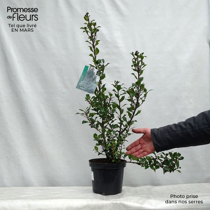 Acebo azul Heckenstar - Ilex meserveae Maceta 2L/3L Ejemplar entregado en la primavera
