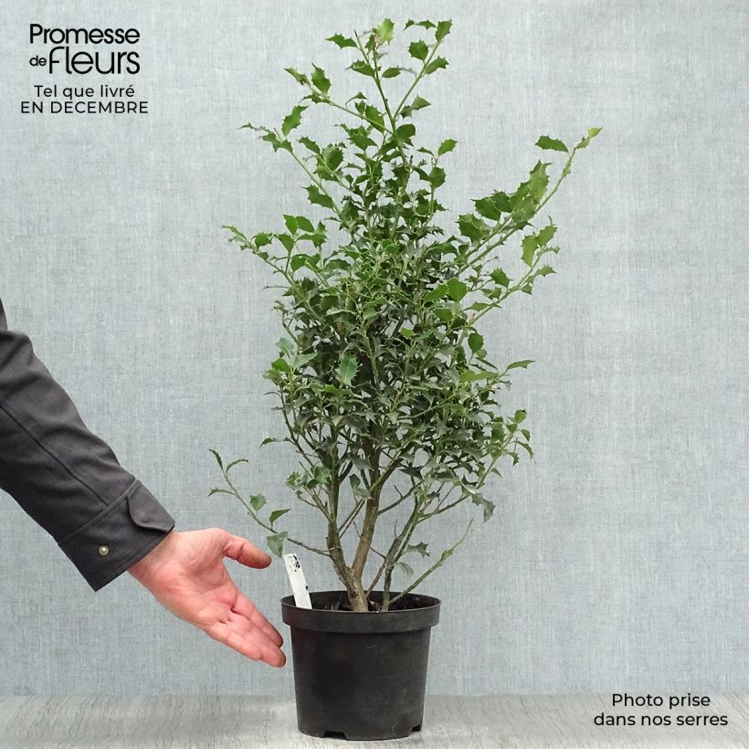 Acebo Alaska - Ilex aquifolium Maceta 2L/3L Ejemplar entregado en invierno