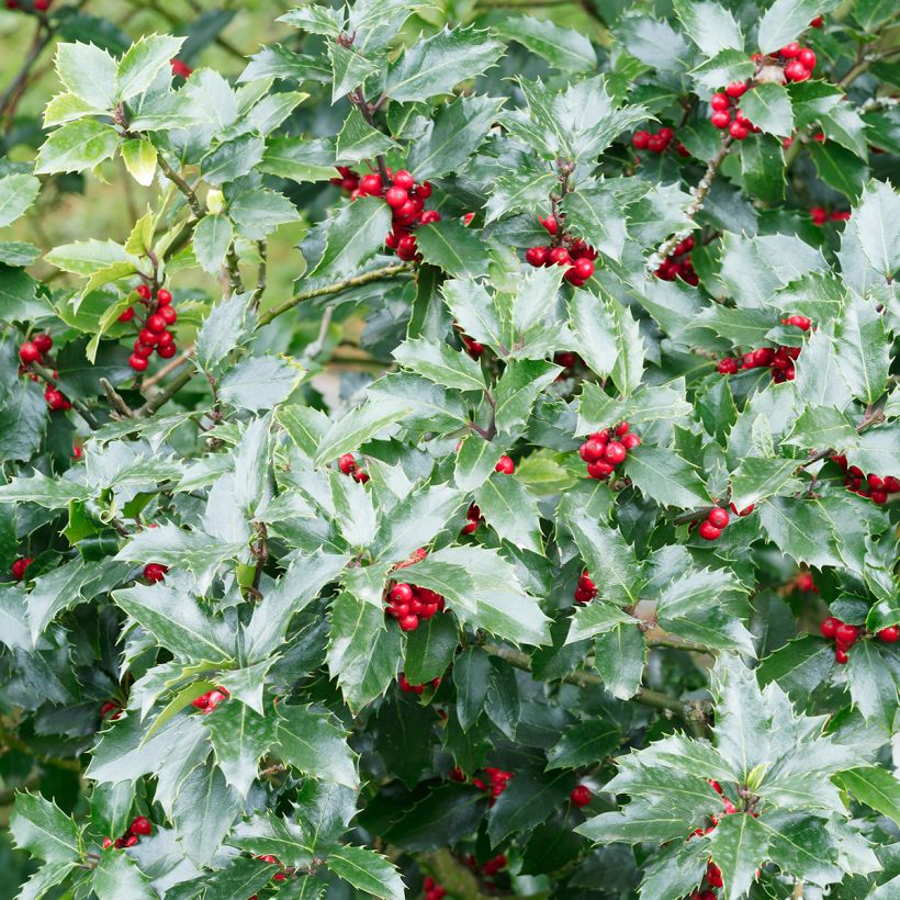 Acebo Alaska - Ilex aquifolium (Follaje)