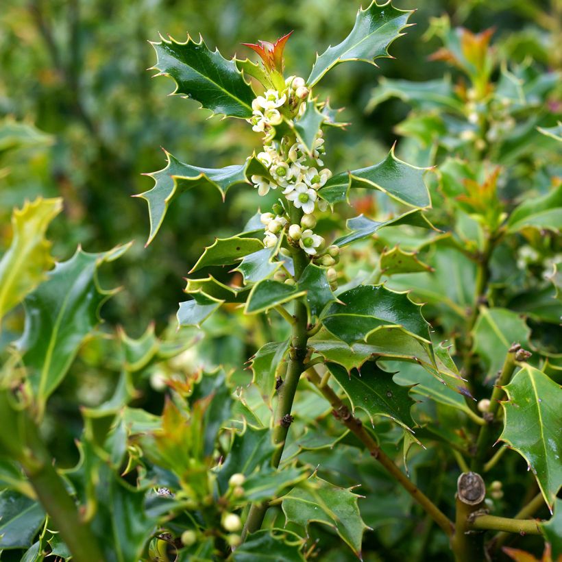 Acebo Alaska - Ilex aquifolium (Floración)