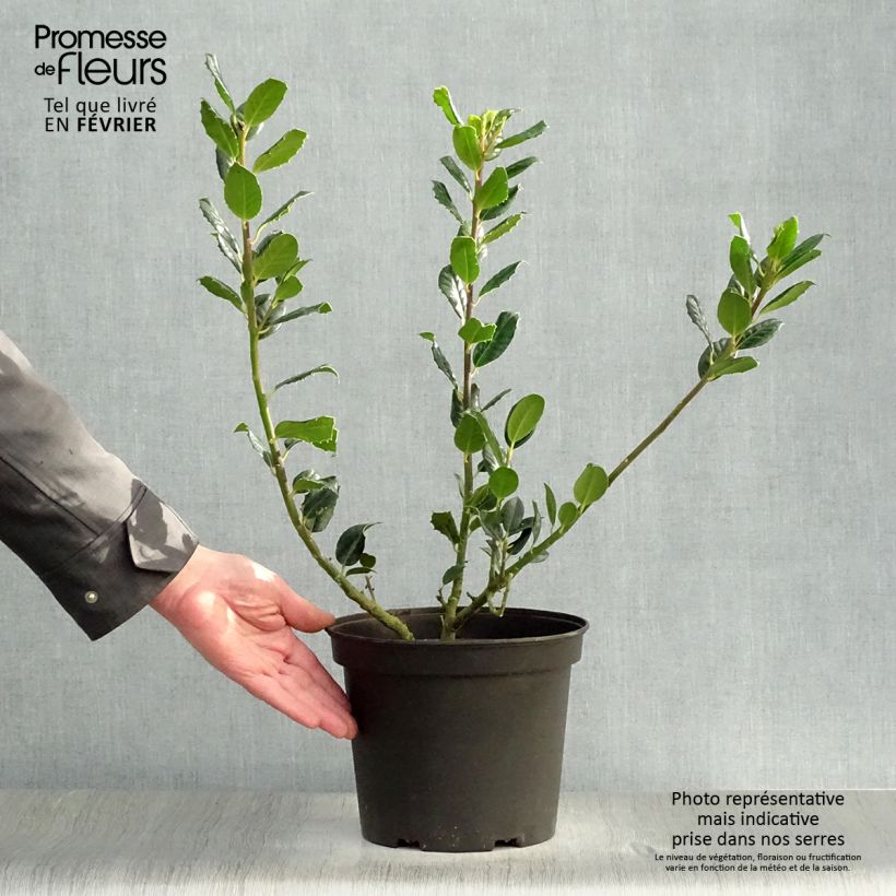 Acebo JC Van Tol - Ilex aquifolium Maceta 2L/3L Ejemplar entregado en invierno