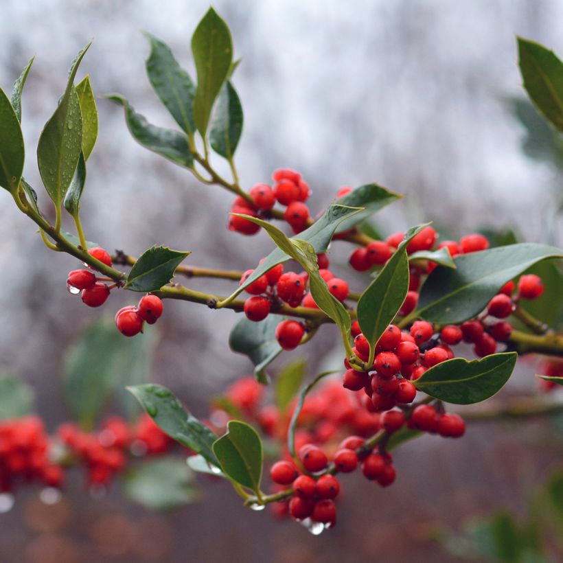 Acebo JC Van Tol - Ilex aquifolium (Cosecha)