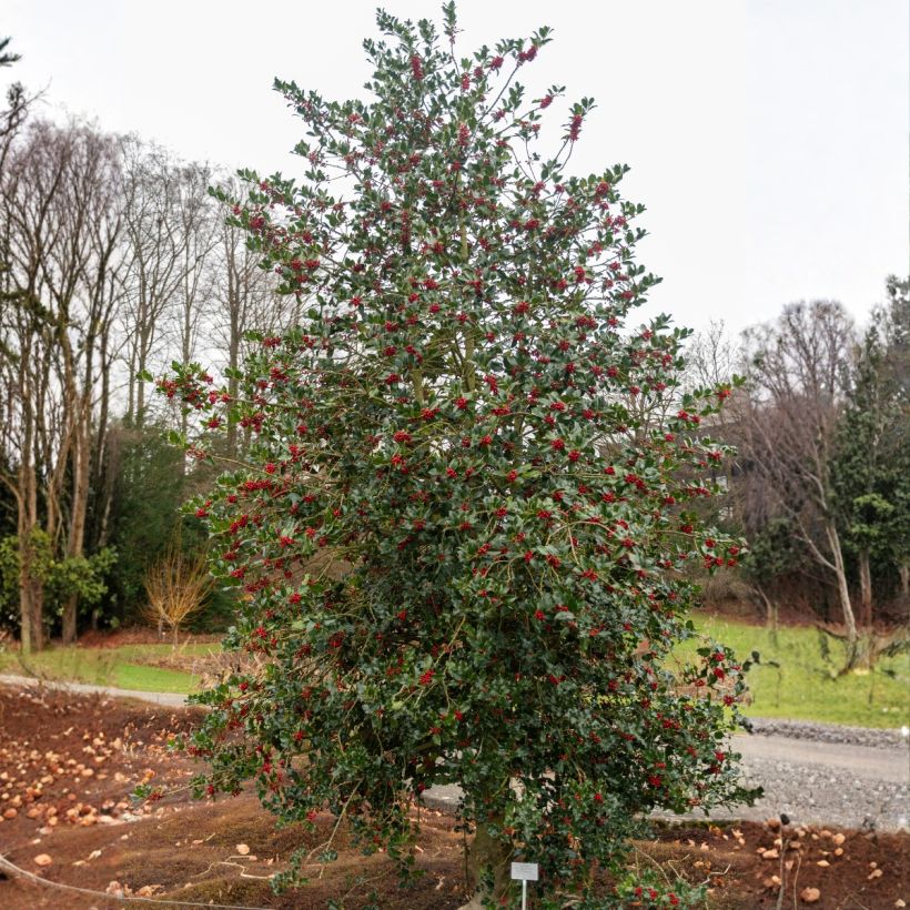 Ilex aquifolium - Acebo (Porte)
