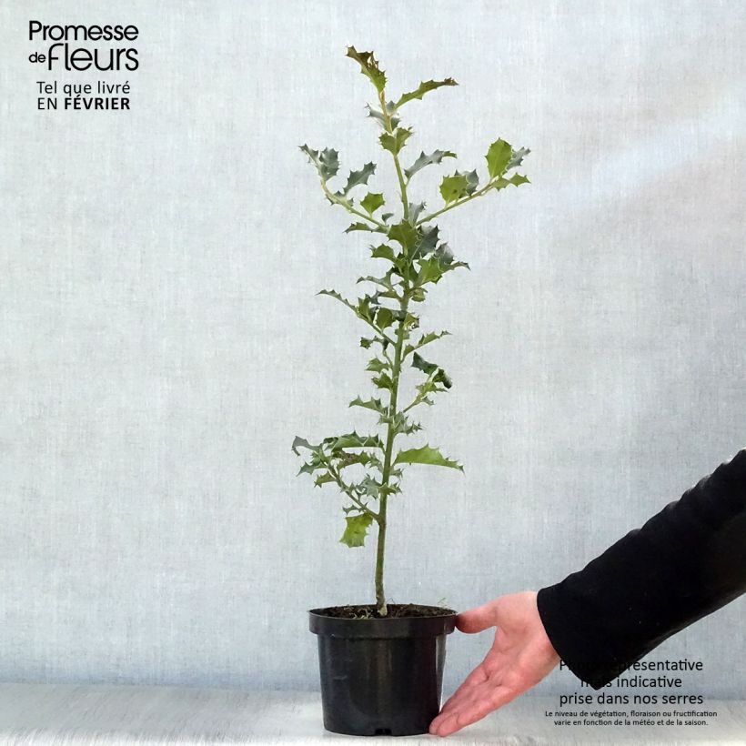 Ilex aquifolium - Acebo Maceta de 8/9 cm Ejemplar entregado en invierno