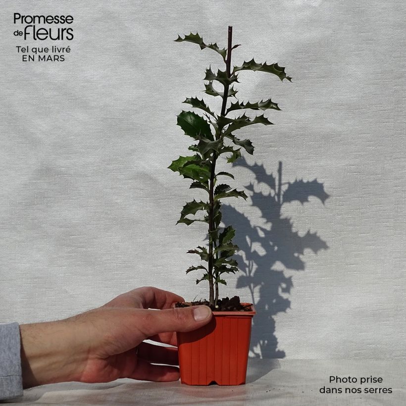 Ilex aquifolium - Acebo Maceta de 8/9 cm Ejemplar entregado en la primavera