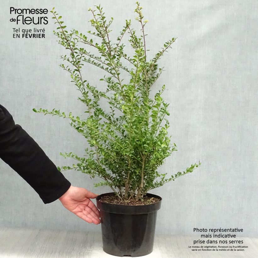 Acebo japonés Convexa - Acebo japonés Maceta 7,5L/10L Ejemplar entregado en invierno