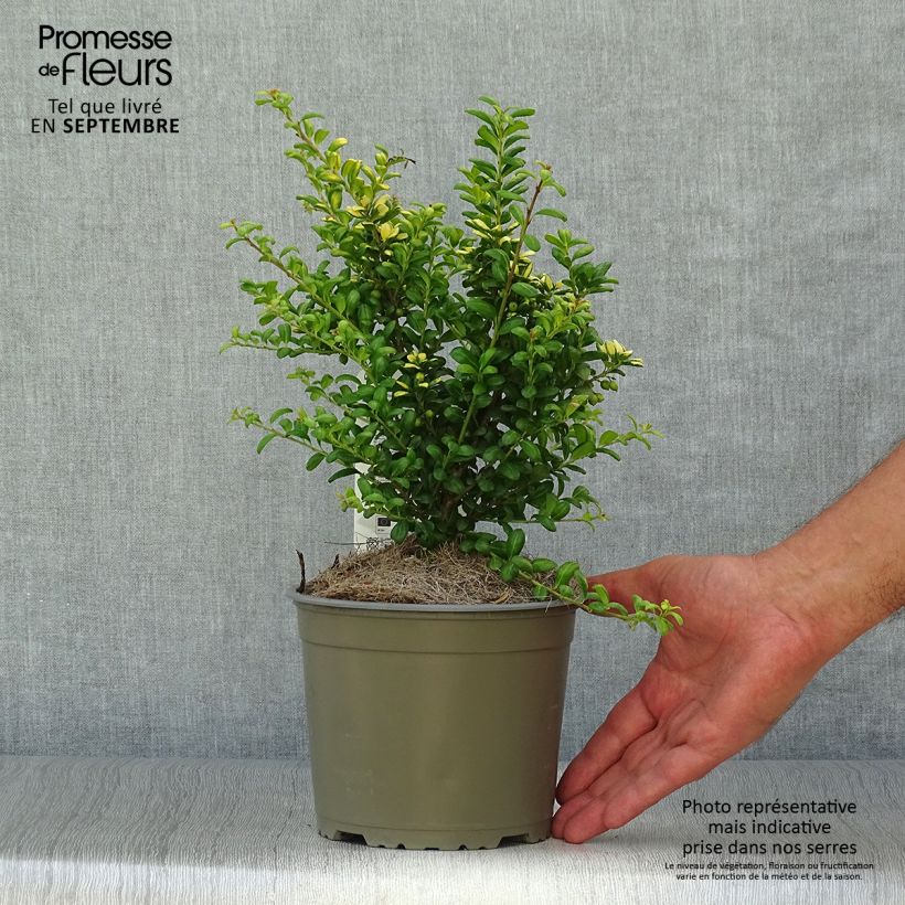 Ejemplar de Acebo japonés Convexed Gold - Acebo japonés Maceta 2L/3L entregado en otoño