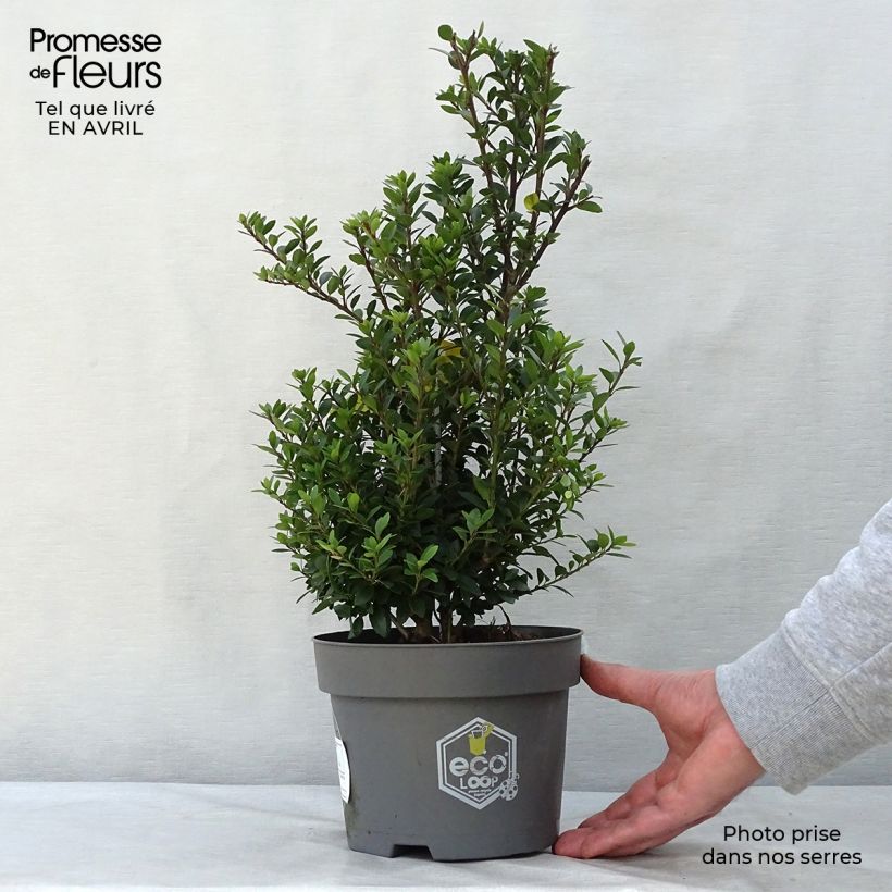 Acebo japonés Dark Green - Ilex crenata Maceta 2L/3L, Formación arbustiva Ejemplar entregado en la primavera