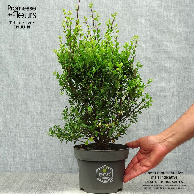 Ejemplar de Acebo japonés Dark Green - Ilex crenata Maceta 2L/3L, Formación arbustiva entregado en verano