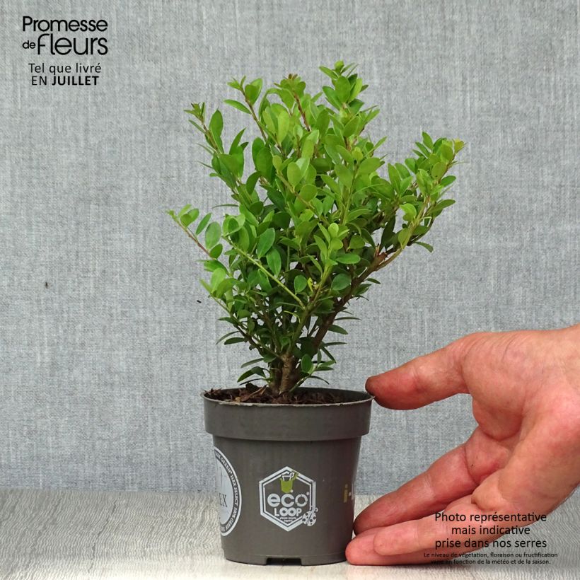 Ejemplar de Acebo japonés Dark Green - Ilex crenata Maceta de 8/9 cm entregado en verano