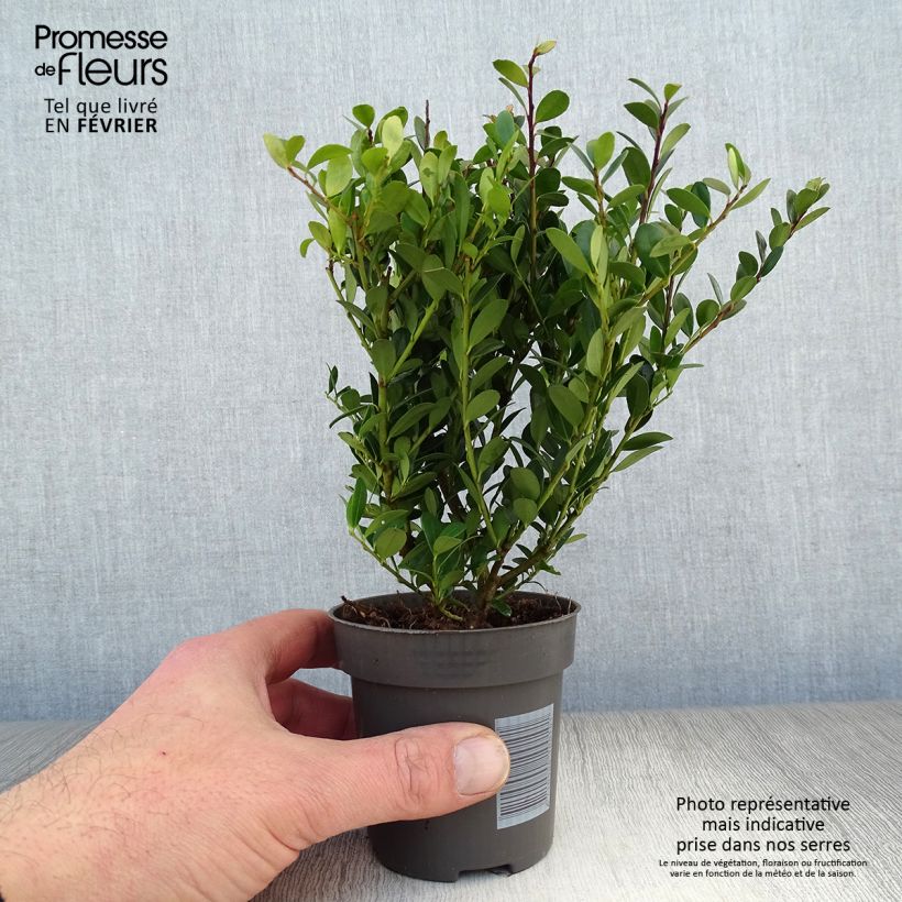 Acebo japonés Dark Green - Ilex crenata Maceta de 8/9 cm Ejemplar entregado en invierno