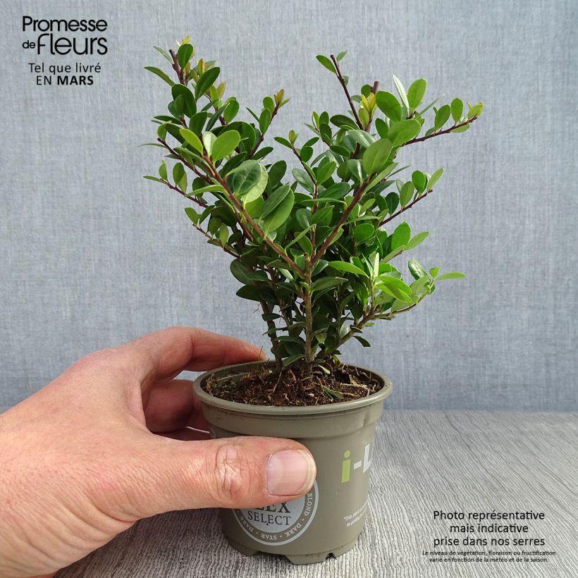 Acebo japonés Dark Green - Ilex crenata Maceta de 8/9 cm Ejemplar entregado en la primavera