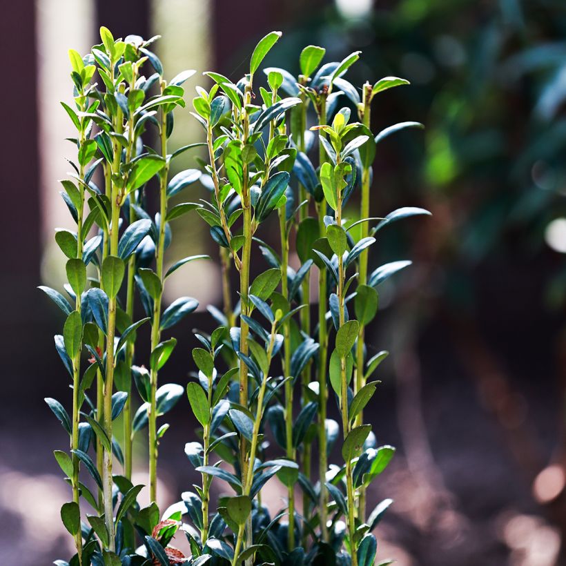 Acebo japonés Fastigiata - Ilex crenata (Follaje)