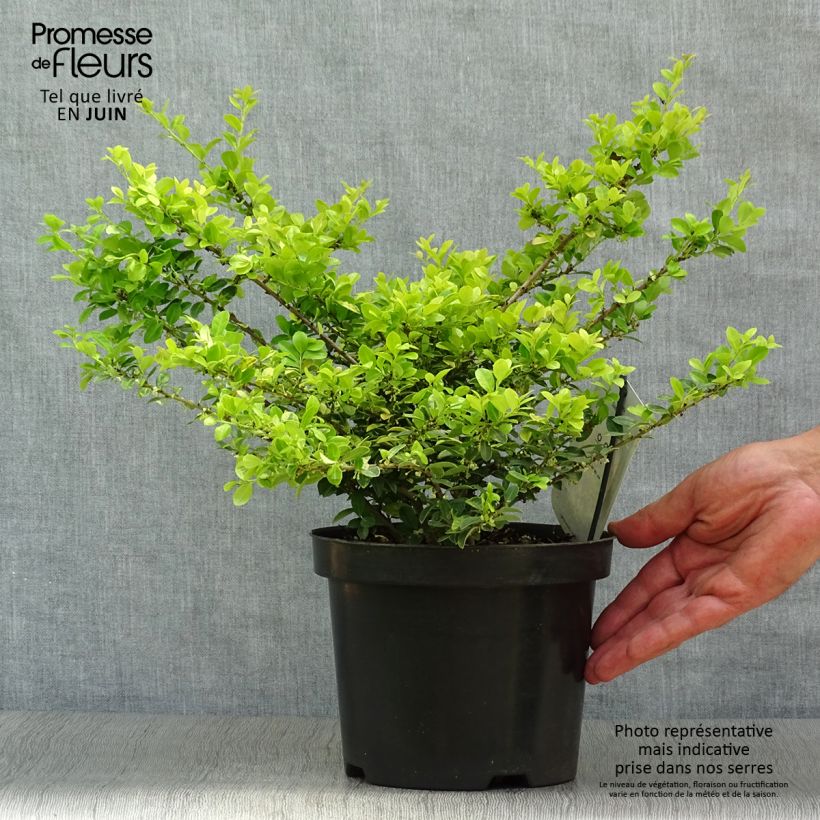 Ejemplar de Acebo japonés Golden Gem - Ilex crenata Maceta 2L/3L entregado en verano