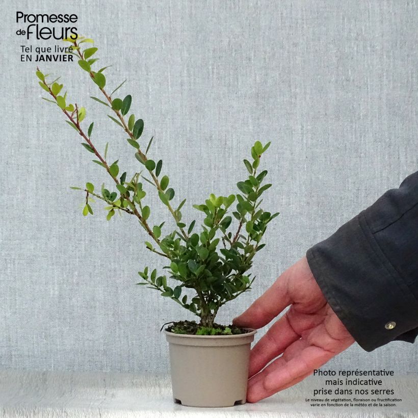 Acebo japonés Green Hedge - Ilex crenata Maceta de 8/9 cm Ejemplar entregado en invierno