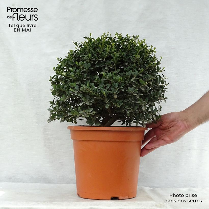 Acebo japonés Green Hedge - Ilex crenata Maceta 7,5L/10L Ejemplar entregado en la primavera