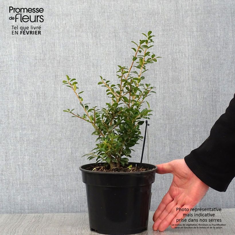 Acebo japonés Green Lustre - Ilex crenata Maceta 2L/3L Ejemplar entregado en invierno