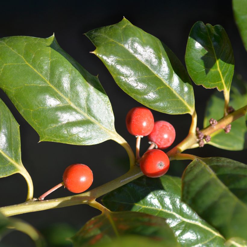 Acebo Nellie R. Stevens - Ilex (Cosecha)