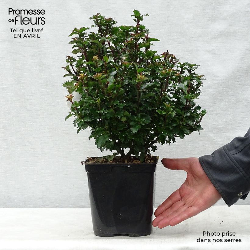 Ilex meserveae Little Rascal - Acebo azul Maceta 2L/3L Ejemplar entregado en la primavera