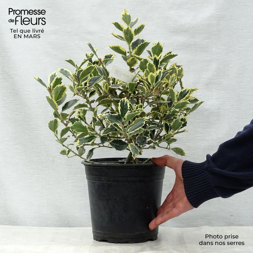 Ilex aquifolium Argenteomarginata - Acebo Maceta 2L/3L Ejemplar entregado en la primavera