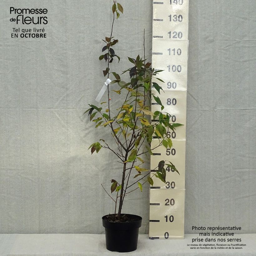 Ejemplar de Ilex verticillata Magical Daydream - Acebo Maceta 4L/5L entregado en otoño