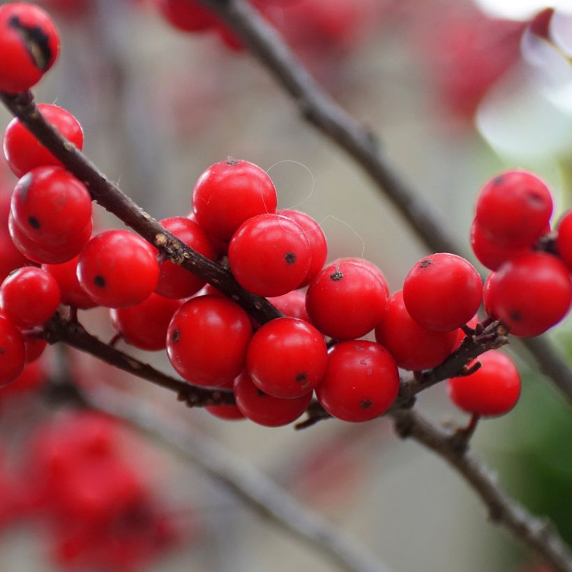 Ilex verticillata Maryland Beauty - Acebo (Cosecha)