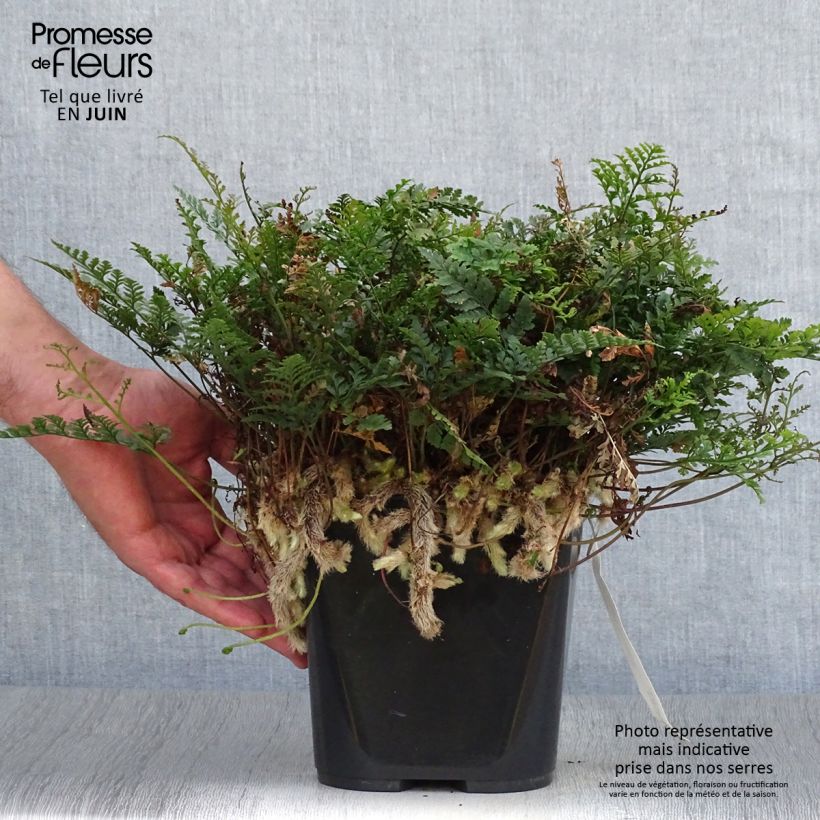 Ejemplar de Humata tyermannii - Helecho pata de conejo Maceta de 12 cm / 13 cm entregado en verano