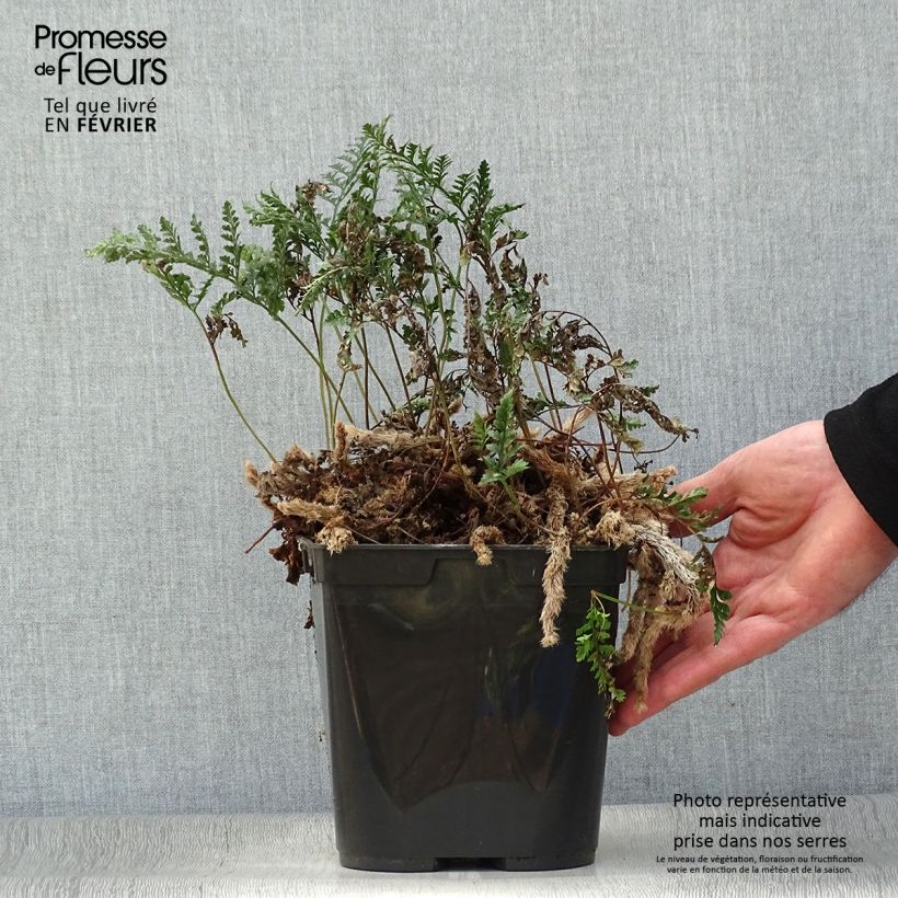 Humata tyermannii - Helecho pata de conejo Maceta de 12 cm / 13 cm Ejemplar entregado en invierno