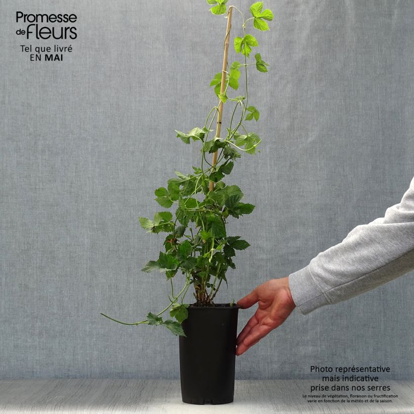 Lúpulo Nordbrau - Humulus lupulus Maceta 1,5L/2L Ejemplar entregado en la primavera