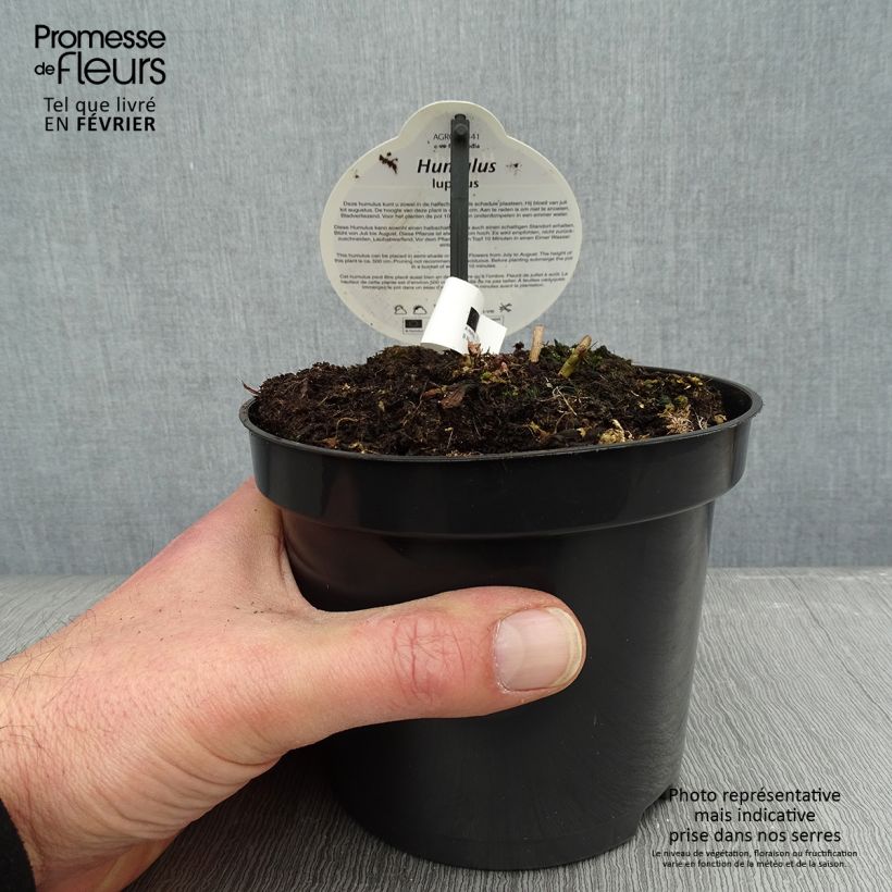 Lúpulo Nordbrau - Humulus lupulus Maceta 1,5L/2L Ejemplar entregado en invierno