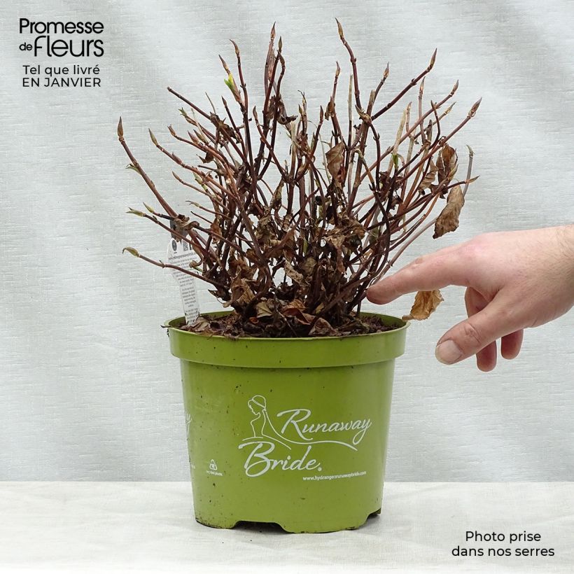 Hortensia Runaway Bride - Hydrangea Maceta 3L/4L Ejemplar entregado en invierno