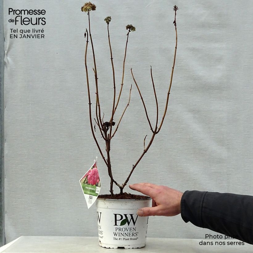 Hortensia arborescens Annabelle Maceta 3L/4L Ejemplar entregado en invierno