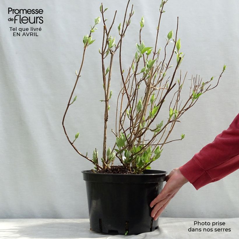 Hortensia arborescens Strong Annabelle Maceta 7,5L/10L Ejemplar entregado en la primavera