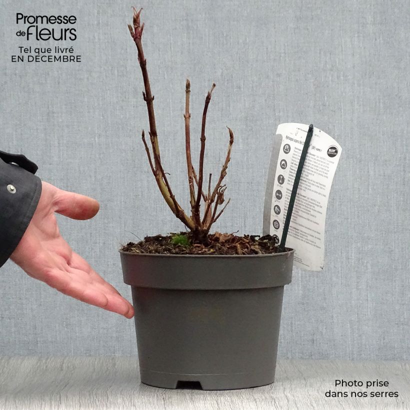 Hortensia aspera Hot Chocolate - Hydrangea Maceta 3L/4L Ejemplar entregado en invierno